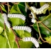 Eri Silkmoth Philosamia cynthia ricini 15 eggs or 10 larvae, according to availability